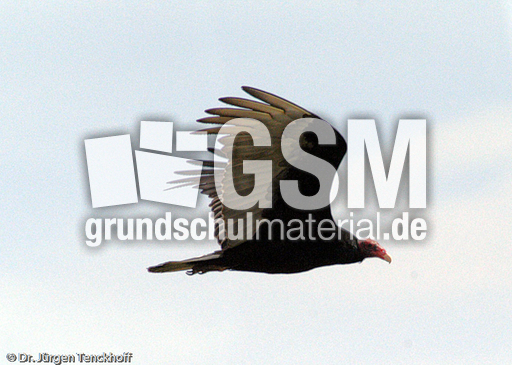 Truthahngeier (1 von 14).jpg